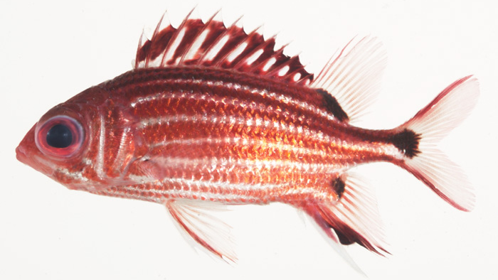 Opsanus beta – Discover Fishes